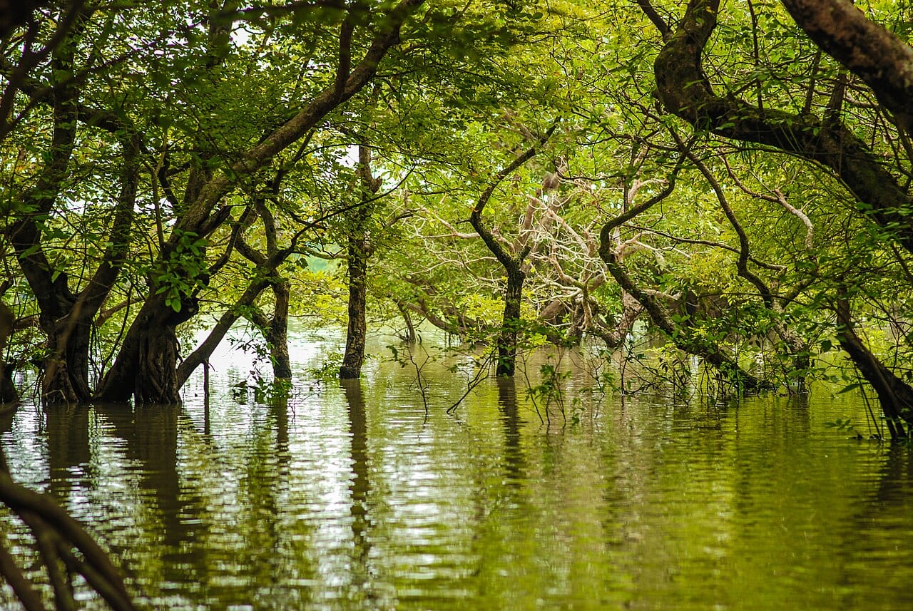 রাতারগুল জলাবন — ছবি