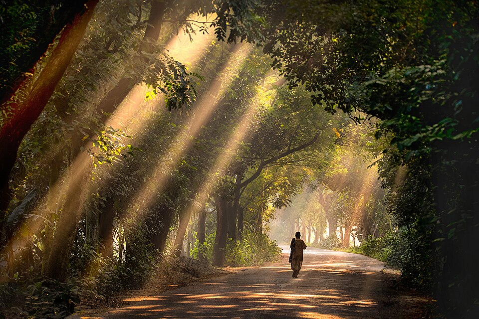 সাতছড়ি জাতীয় উদ্যান — ছবি
