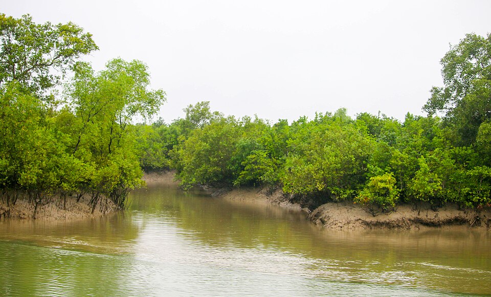 সুন্দরবন পশ্চিম বন্যপ্রাণী অভয়ারণ্য — ছবি